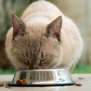Nutrition